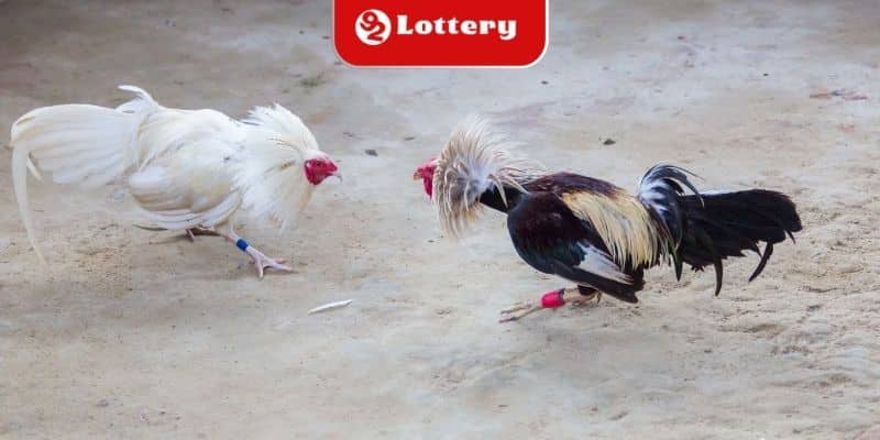 Điểm danh các hình thức đá gà hấp dẫn