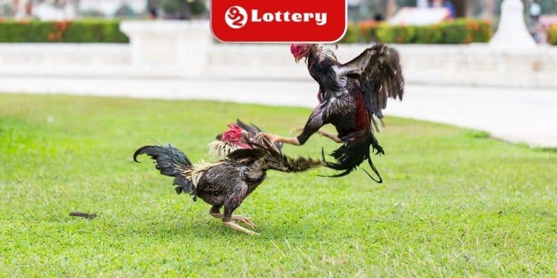 Điểm qua các lợi thế nổi bật của sảnh đá gà