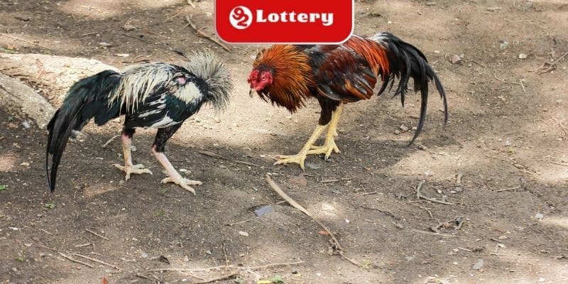 Đôi nét về cách lên cựa gà