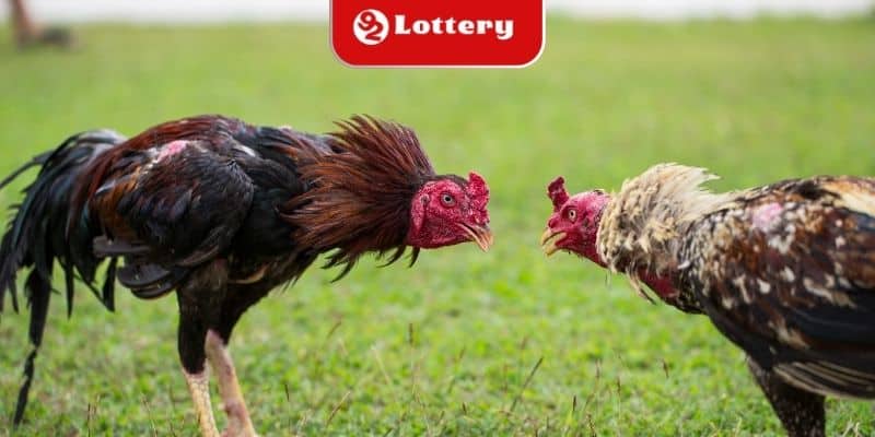 Đôi nét về luật đá gà miền Trung cơ bản
