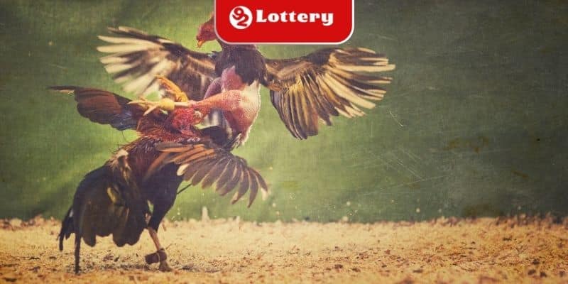 Khám phá sảnh chơi đá gà 92LOTTERY đẳng cấp