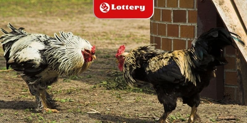 Kỹ thuật định vị chuẩn xác ngón thời chân gà
