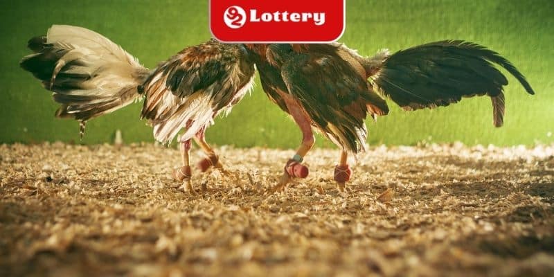 Quy định hạng cân chiến kê miền Trung mà bạn cần biết