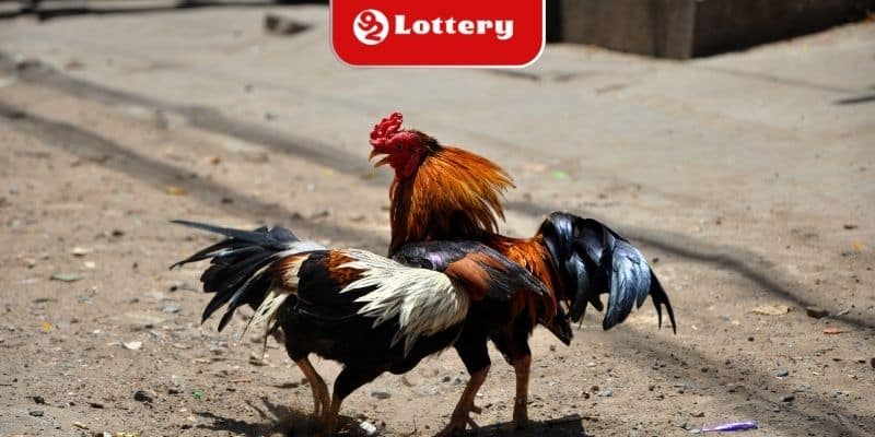 Vài nét cơ bản về đòn đá chết gà 